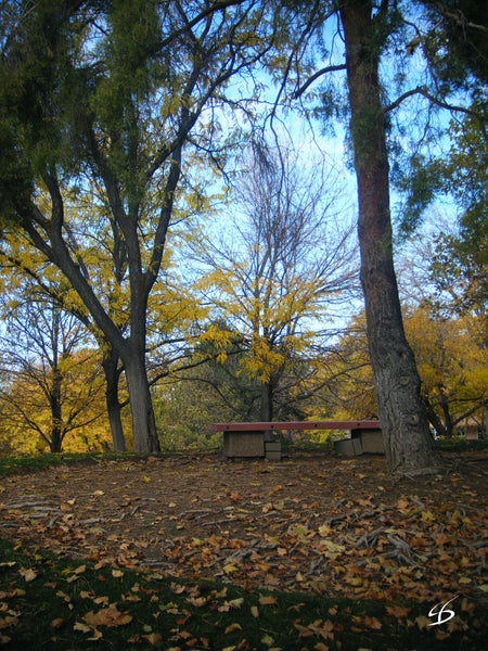 Fall Scene