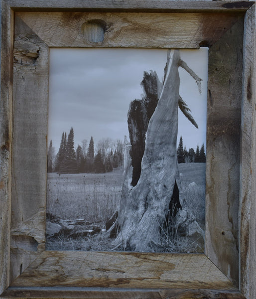 Tree Stump